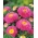 Aster chiński pomponowy różowy - 500 nasion