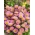 Erigeron - lilaróżowy, oryginalny kwiat