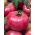 Pomidor Malinowy Ożarowski - NASIONA ZAPRAWIANE