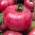 Pomidor Malinowy Ożarowski - odmiana dla każdego - NASIONA OTOCZKOWANE - 100 nasion