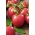 Pomidor Malinowy Retro - gruntowy, malinowy, bez żebrowania
