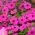 Petunia ogrodowa - Kaskada różowa - 160 nasion