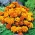 Aksamitka rozpierzchła Queen Sophia - pomarańczowo-mahoniowa - 525 nasion