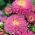 Aster chiński pomponowy różowy - 500 nasion