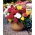 Begonia strzępiasta Fimbriata - mix kolorów - 2 bulwy
