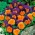 Bratek wielokwiatowy Wittrockiana pomarańczowo-fioletowy - 240 nasion