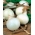 Cebula Alibaba - biała, łagodna, dobra do przechowywania - 750 nasion