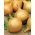 Cebula Majka – odmiana wczesna - 250 nasion