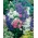 Dzwonek ogrodowy Calycanthema - 2000 nasion