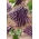 Fasola Blauhilde - zwykła szparagowa tyczna fioletowostrąkowa - 30 nasion