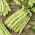 Fasola Mistica - szparagowa, zielonostrąkowa, tyczna