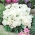 Godecja, Marszawa - o kwiatach białych - 1500 nasion