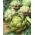 Karczoch Vert De Provence - niskokaloryczne, prozdrowotne warzywo - 20 nasion