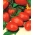 Pomidor Cencara F1 - szklarniowy, wysoki