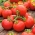 Pomidor Promyk - gruntowy - 225 nasion