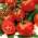 Pomidor Perkoz F1 - szklarniowy i pod osłony