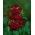 Róża wielkokwiatowa bordowa - sadzonka z bryłą korzeniową