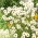 Złocień właściwy - o kwiatach pojedynczych, biały