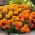 Aksamitka rozpierzchła - pomarańczowa - 300 nasion