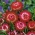 Kocanka ogrodowa, nieśmiertelnik - czerwona - 1250 nasion
