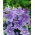 Platykodon wielkokwiatowy o kwiatach niebieskich - 220 nasion