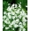 Gipsówka wytworna biała - 1400 nasion