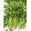 Seler naciowy Verde Pascal - liście grube, smaczne, jasnozielone - 2600 nasion