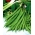 Fasola Saxa - szparagowa, karłowa, zielonostrąkowa - wczesna