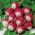 Rzodkiewka Rondo - kulista, czerwona z białym końcem