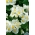 Begonia Barbara - stale kwitnąca, biała, odmiana zielonolistna