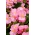 Begonia Papillon Rose - stale kwitnąca, jasnoróżowa, odmiana zielonolistna
