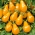Pomidor Perun - żółty, gruszkokształtny, wspaniały do sałatek i dekoracji
