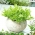 Mini ogród - Endywia na cięte listki - do uprawy na balkonach i tarasach