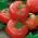 Pomidor Ikarus - gruntowy, późny, odporny na zmienne warunki klimatyczne