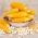 Kukurydza pękająca Dobosz F1 - Popcorn - 70 nasion