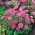 Stokrotka pomponette - różowa - 690 nasion