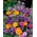 Mieszanka roślin o pachnących kwiatach - duża paczka - 125 g