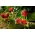 Truskawka doniczkowa, zwisająca - Monterey - 500 sadzonek XL