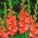 Gladiolus - Mieczyk Frizzled Coral Lace - 5 cebulek