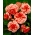 Begonia czerwono-biała - Marmorata - 2 bulwy