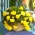Begonia zwisająca, kaskadowa - żółta - 2 bulwy