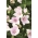 Platykodon, Rozwar wielkokwiatowy - Fuji Pink