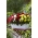 Begonia wielokwiatowa - Multiflora Maxima - mix kolorów - 2 szt.