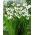 Acidanthera Murielae, Bicolor - Mieczyk abisyński - 20 cebulek