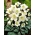 Helleborus niger - Ciemiernik biały - róża Bożego Narodzenia - 1 kłącze