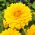 Dalia żółta - Dahlia Yellow
