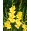 Gladiolus - Mieczyk Nova Lux - 5 cebulek