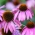 Echinacea - Jeżówka purpurowa - 1 kłącze
