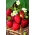 Truskawka Rumba - wczesna, intensywnie czerwona - 20 sadzonek XL