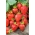 Truskawka Albion - zwisająca, powtarzająca, owocuje aż do mrozów - 100 sadzonek XL